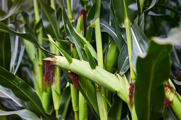 Egy Zöld Kukoricamező Ahol Felnőttem Mezőgazdaság Esős Évszakban — Stock Fotó