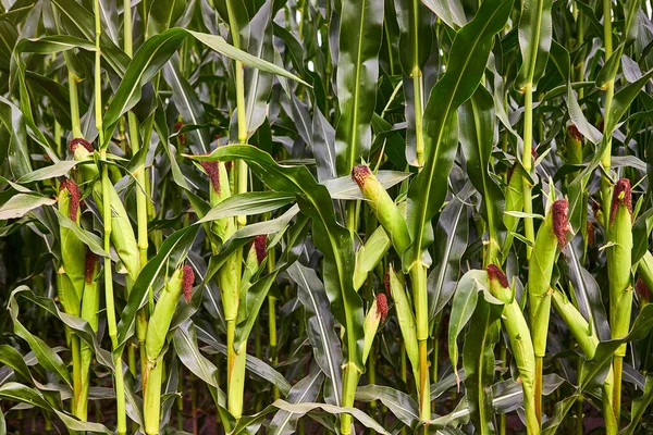 Egy Zöld Kukoricamező Ahol Felnőttem Mezőgazdaság Esős Évszakban — Stock Fotó