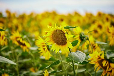 Arkaplanda sarı ayçiçeklerinin açtığı günbatımını hasat konsepti olarak kapat