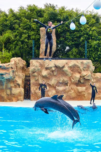Puerto Cruz Tenerife May 2018 Dolphin Show Loro Park Parque — Stock Photo, Image