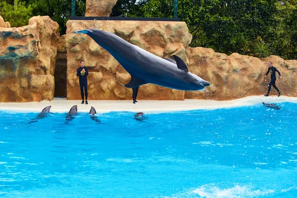 Puerto Cruz テネリフェ島 2018年5月13日 ロロ公園でイルカショー パーク はカナリア諸島の最大の観光スポットの1つで 000万人以上の訪問者がいます — ストック写真