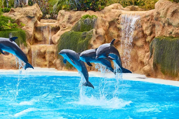 Mooie Dolfijnenshow Springt Dierentuin Park Een Zonnige Dag Het Trainen Rechtenvrije Stockafbeeldingen