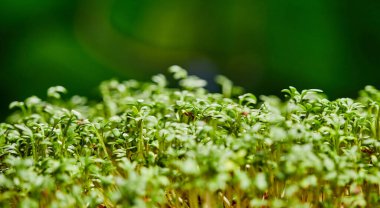Yeşillik yetiştirmek, sera ortamında çiğ lahana yetiştirmek. Sağlıklı yaşam tarzı ve diyet kavramı. Mikroyeşil, taze sebze yeşili veya lahanası, süper yiyecek ve ekolojik gıdadır. Makro atış