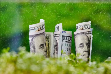 Doğal yeşil arka planda Amerikan doları banknotu. Büyüme parası (dolar) konsepti. Para topraktan ve mikroyeşilden büyüyor. Tarım yatırımı ve tarım işi. Para kazanma fikirleri