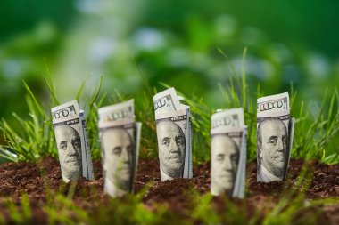 Doğal yeşil arka planda Amerikan doları banknotu. Büyüme parası (dolar) konsepti. Para topraktan büyüyor. Tarım yatırımı ve tarım işi. Para kazanma fikirleri