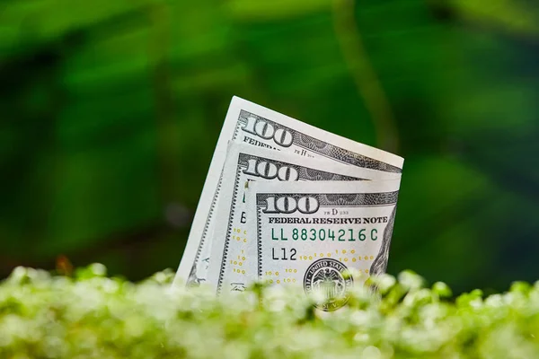 American Dollar Banknote Natural Green Background Growth Cash Dollars Concept — Stock Photo, Image