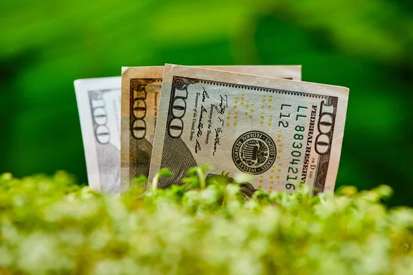 緑の背景に米ドル紙幣 成長現金 の概念 お金は地面とマイクログリーンから成長します 農業投資と栽培事業 お金を稼ぐアイデア — ストック写真