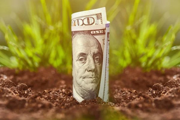 緑の背景に米ドル紙幣 成長現金 の概念 お金は地面から成長します 農業投資と栽培事業 お金を稼ぐアイデア — ストック写真
