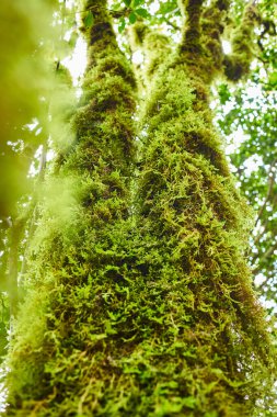 İspanya 'nın Kanarya Adaları, Tenerife kentindeki Anaga Ulusal kırsal parkındaki bir ormanda ağaçtaki güzel yeşil yosun.