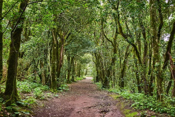Prachtig Bos Anaga Nationaal Landelijk Park Tenerife Canarische Eilanden Spanje — Stockfoto