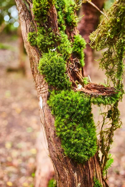 Hermoso Musgo Verde Sobre Árbol Bosque Del Parque Nacional Rural —  Fotos de Stock
