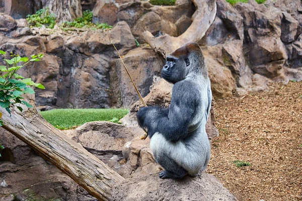 Big black gorilla (male) sitting on the stone in a wild world jungle