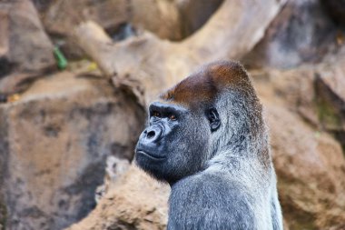 Vahşi bir dünyada, büyük, siyah bir gorilin portresi.
