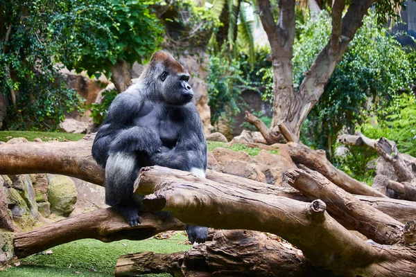 Grande Gorila Preto Masculino Sentado Árvore Uma Selva Mundo Selvagem — Fotografia de Stock