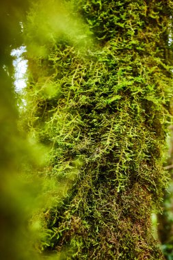 İspanya 'nın Kanarya Adaları, Tenerife kentindeki Anaga Ulusal kırsal parkındaki bir ormanda ağaçtaki güzel yeşil yosun.