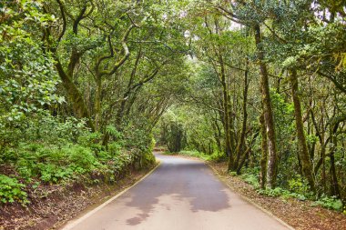 İspanya, Kanarya Adaları, Tenerife 'deki Anaga Ulusal kırsal parkında güzel bir yol.