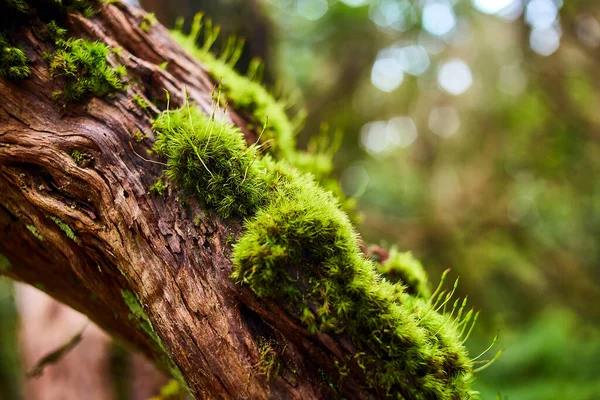İspanya 'nın Kanarya Adaları, Tenerife kentindeki Anaga Ulusal kırsal parkındaki bir ormanda ağaçtaki güzel yeşil yosun.