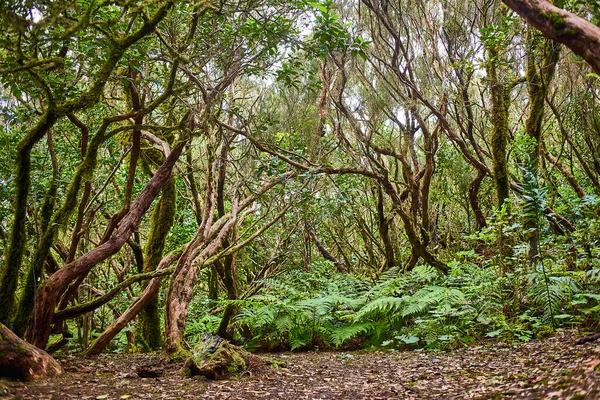 Vacker Skog Anaga Nationalpark Teneriffa Kanarieöarna Spanien — Stockfoto