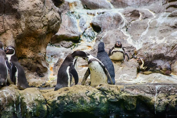 水族馆动物园里美丽的大企鹅 免版税图库图片