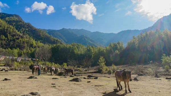 Paarden en gras landschap met de groene bergen, Bhutan — Stockfoto