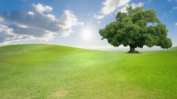 Green tree nature landscape on cloud and blue sky background — Stock Photo, Image