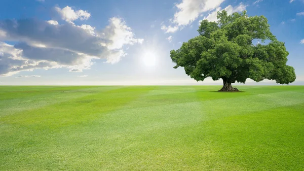 Green tree nature landscape on cloud and blue sky background — Stock Photo, Image