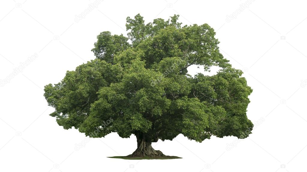 Rain large tree (Albizia saman), tropical tree