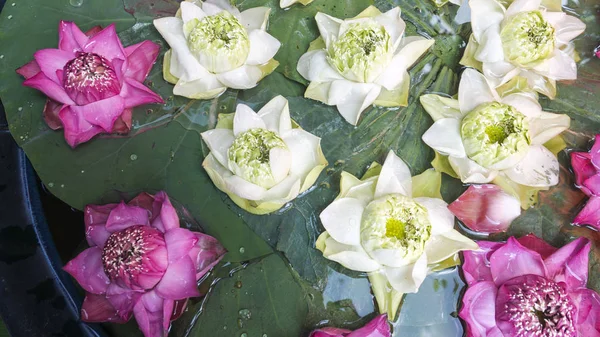 Różowy i biały Lotos zielony liści — Zdjęcie stockowe