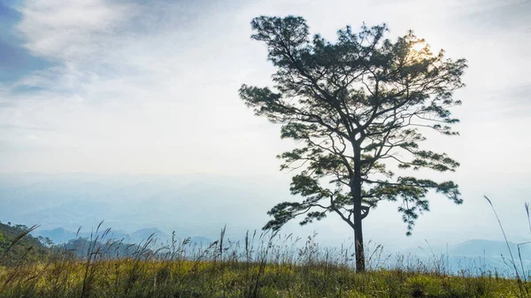 Árvores ramo silhueta sem folhas contra céu nublado e paisagem de vidro — Fotografia de Stock