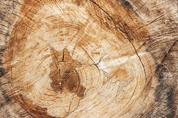 Textura do velho corte de árvore — Fotografia de Stock