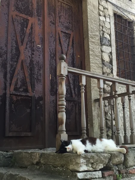 Un gato dormido — Foto de Stock