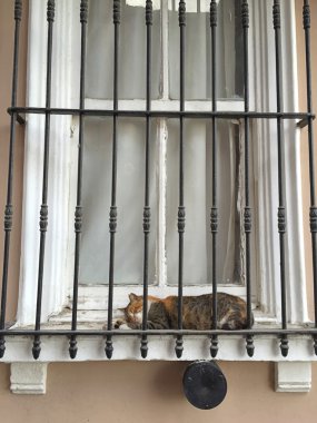 Kedi bir çerçeve içinde