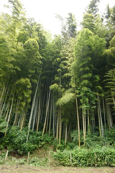 Selva de bambú — Foto de Stock