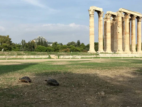 Tortugas de la antigua Grecia — Foto de Stock