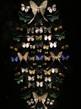 Siyah kelebek koleksiyonu