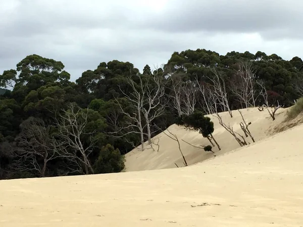 墨尔本的沙丘 — 图库照片
