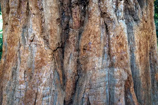 树树干纹理 — 图库照片