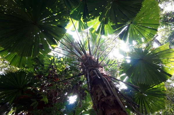 Olhando para cima na floresta tropical — Fotografia de Stock