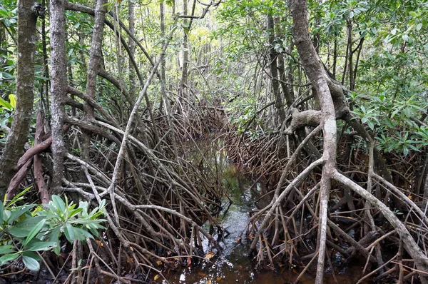 Caminar entre raíces de manglar — Foto de Stock