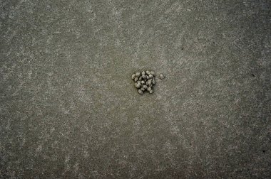 sahilde kum topları Yengeç