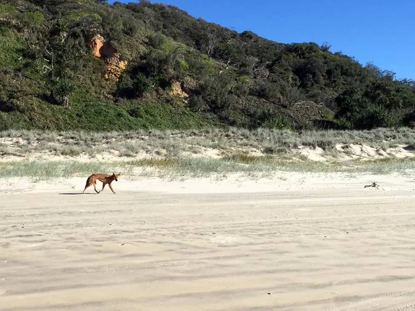 Dingo affamé dans l'île Fraser — Photo