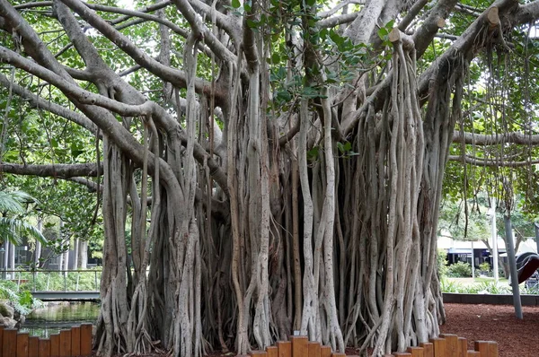 Vista del árbol de Banyan — Foto de Stock