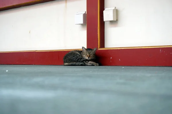 Sleepy kitty in the street — Stock Photo, Image