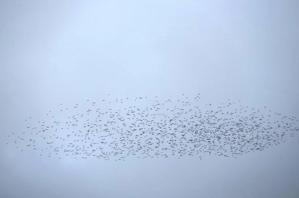 Стая птиц — стоковое фото