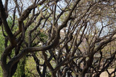 Eski ağaç dalları