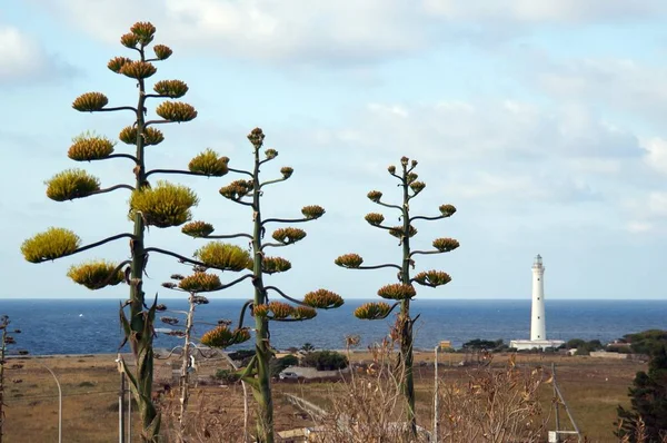 Faro en San Vito Lo Capo —  Fotos de Stock