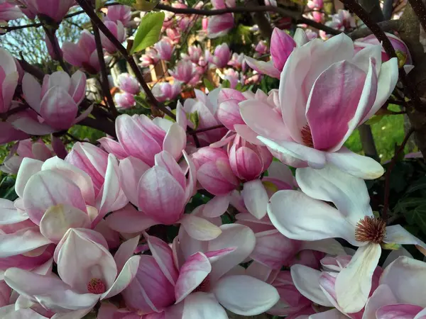 Wiosna, drzewa w rozkwicie, kwiaty magnolii — Zdjęcie stockowe