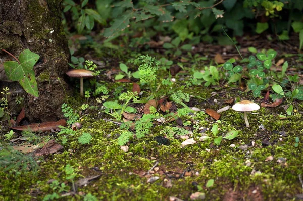 Cogumelos em uma floresta — Fotografia de Stock