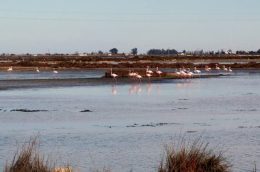 Vahşi içinde flamingolar