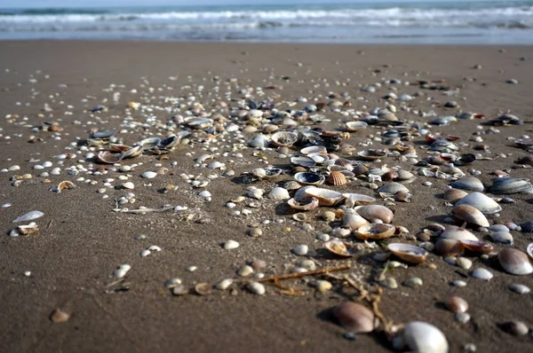 Coquilles sur la plage — Photo